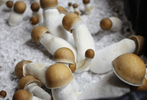 Breaking the Stigma: California's Push for Magic Mushroom Decriminalization